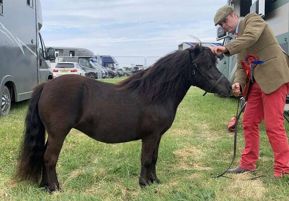 shetland pony show result