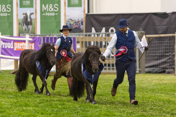 Royal Highland shetland ponies