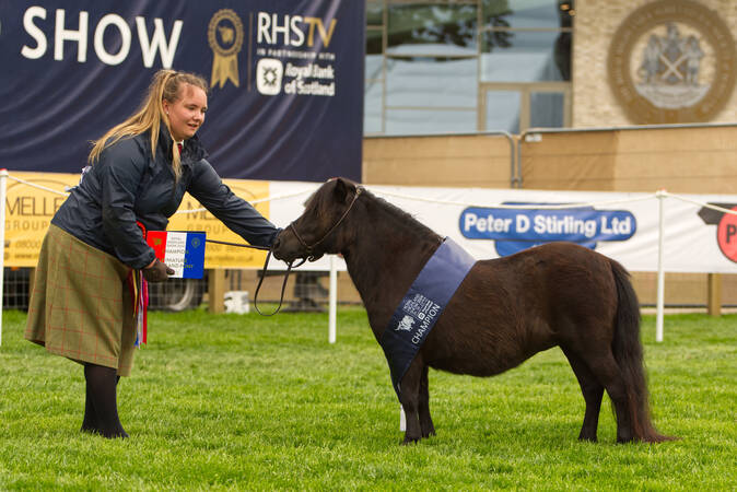 RHS Miniature Shetland pony champion 2024