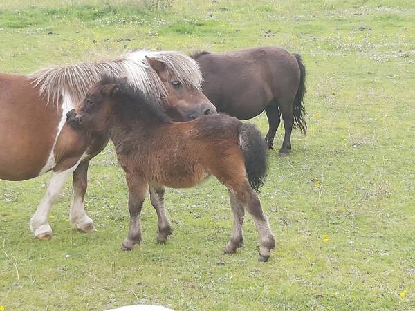 shetland pony for sale