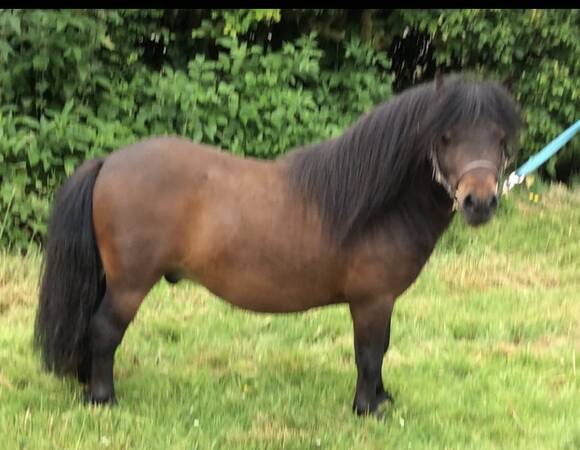 shetland pony stallion