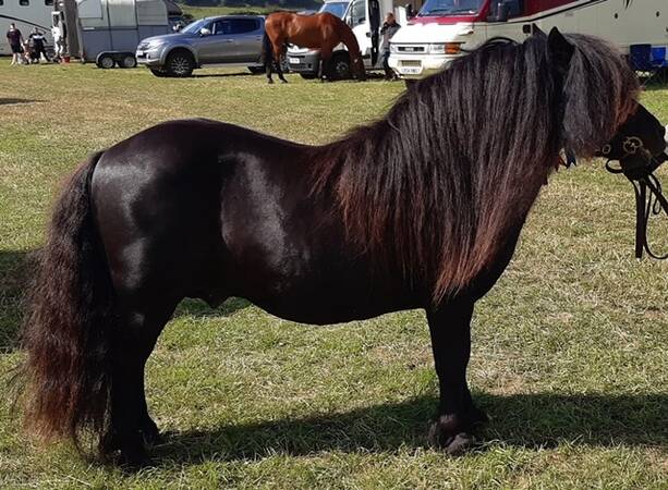 black shetland ponies