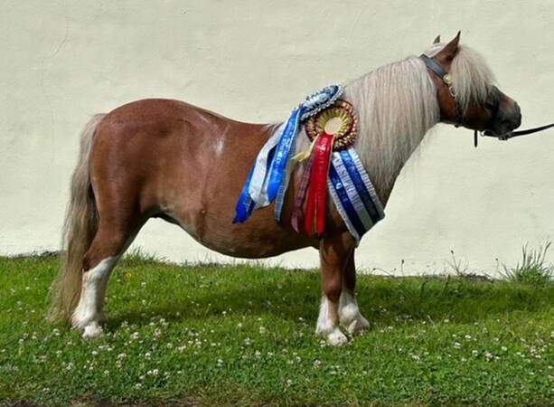 shetland pony champion