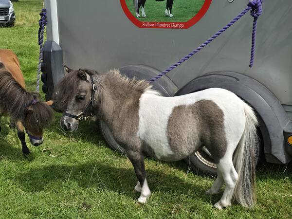 shetland pony for sale