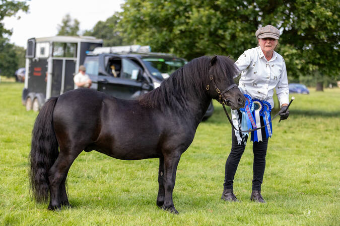 shetland pony stallion for lease