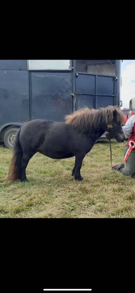 shetland pony for sale