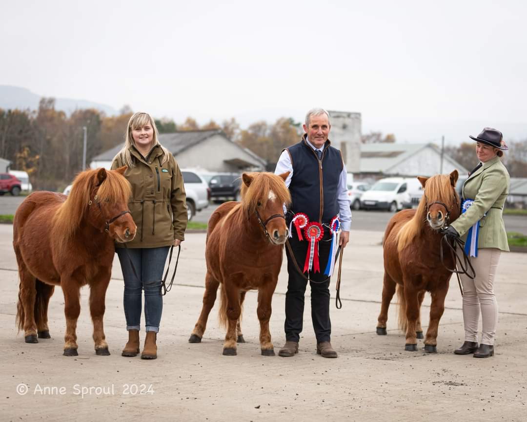 shetland pony group