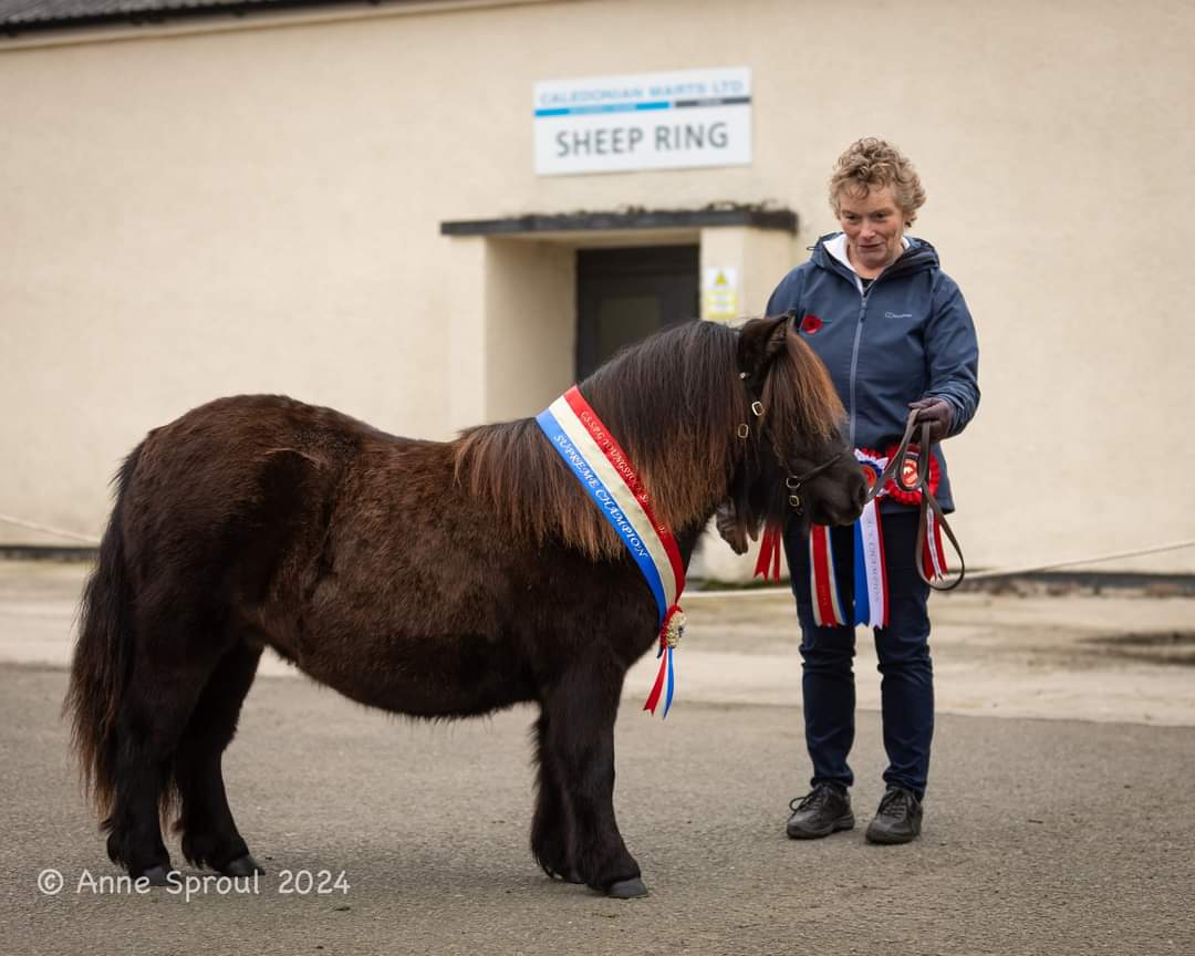 shetland pony