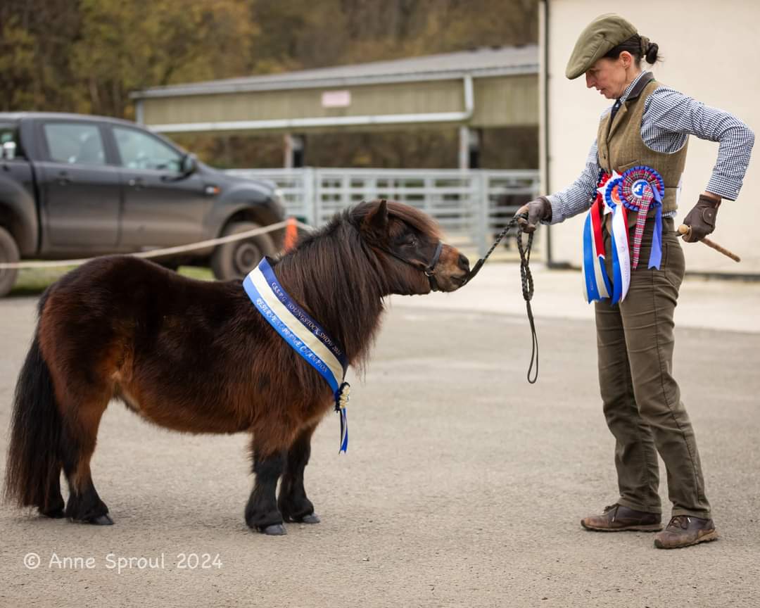 mimi shetland pony