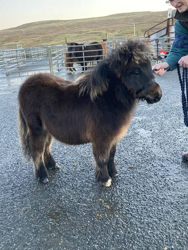 shetland pony foal for sale