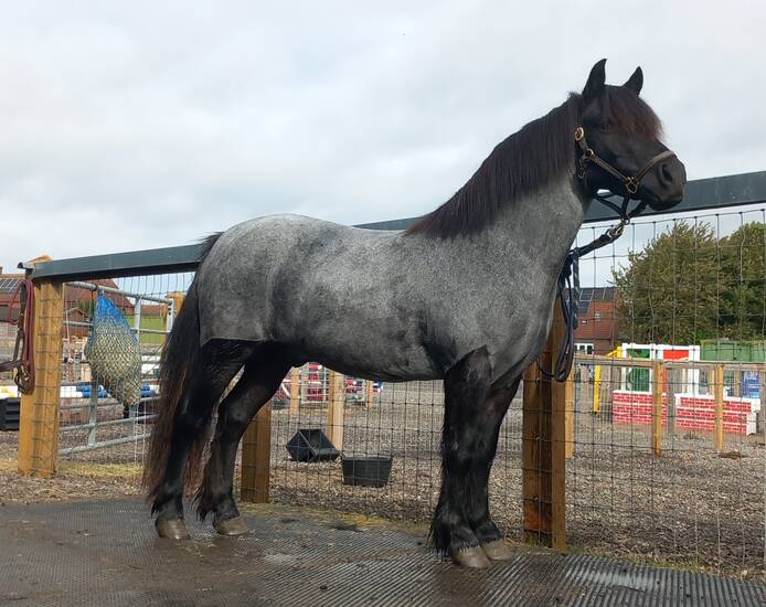 ridden shetland pony for sale