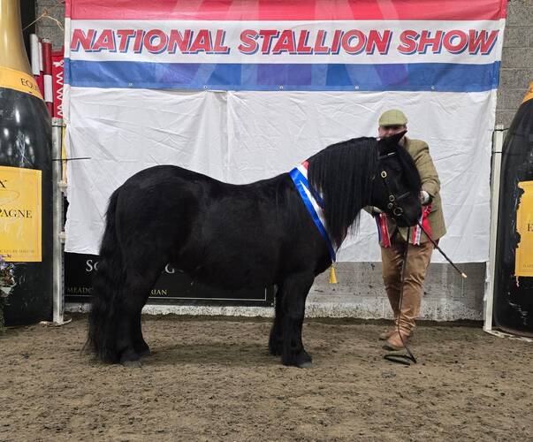 shetland pony champion